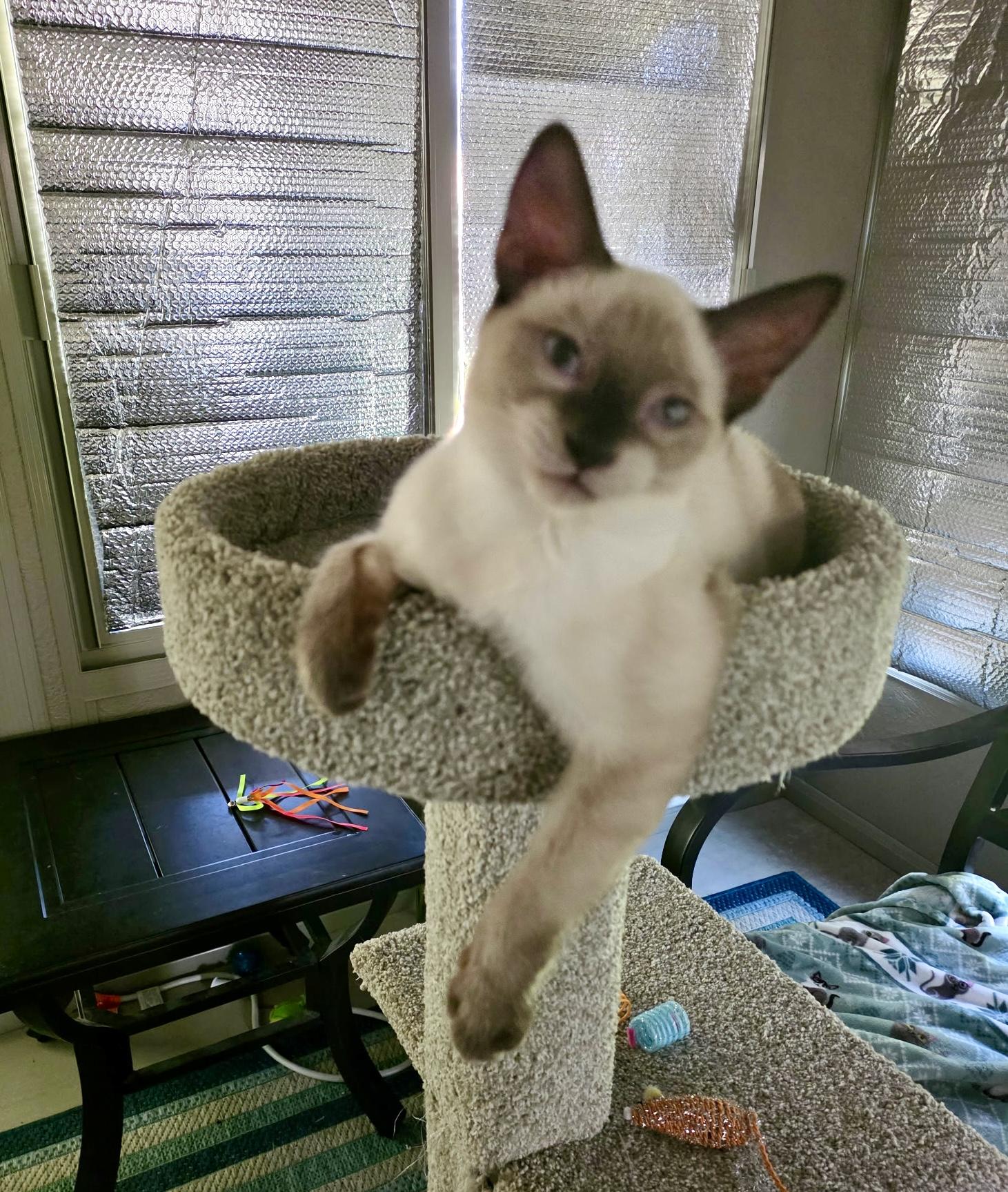 Enlarge Pashi, an adopted mixed breed in Mission Viejo, CA image 2/5