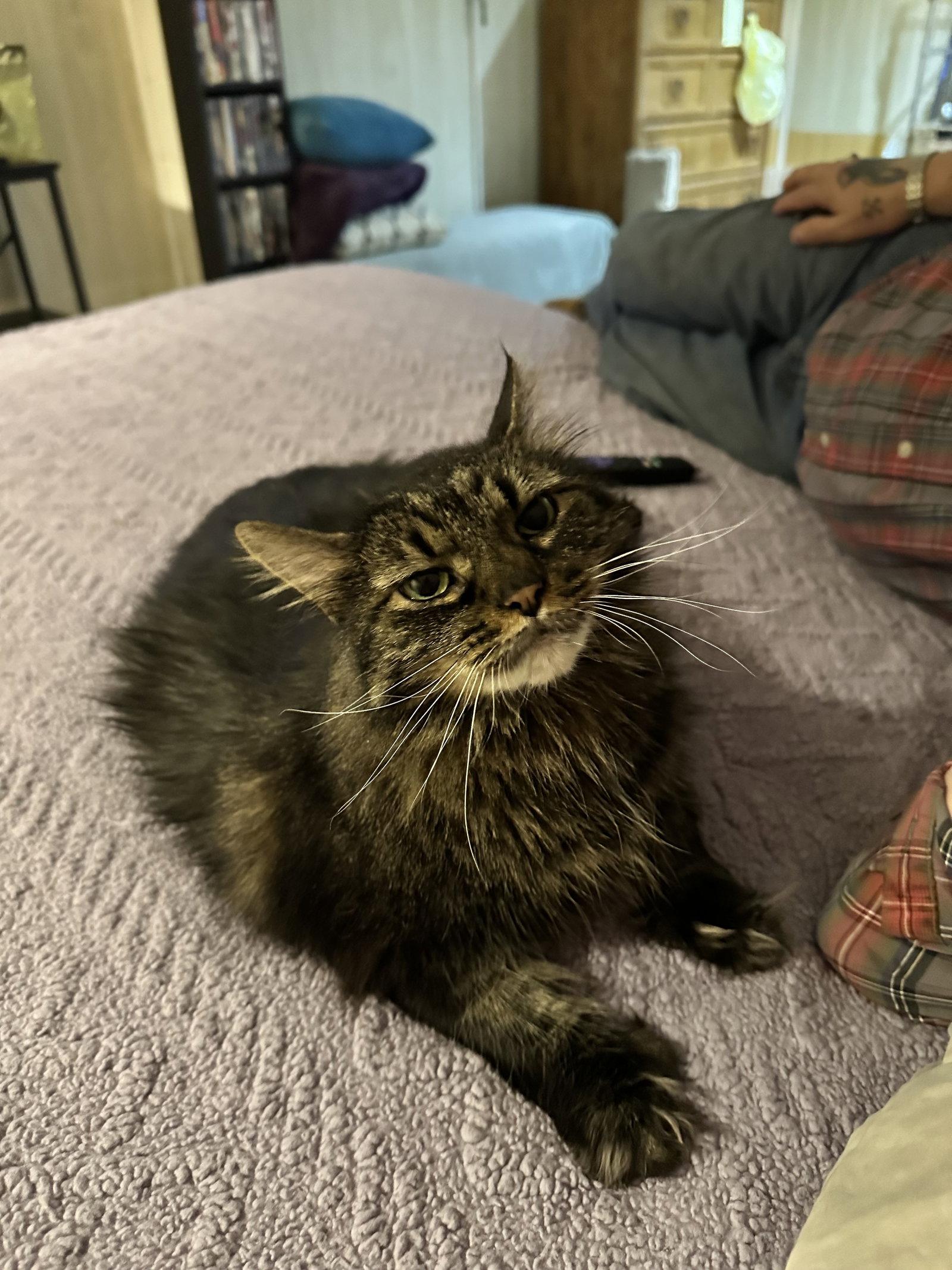 Enlarge Precious, a Adoptable Domestic Medium Hair in Absecon, NJ image 2/3