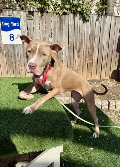 Betsy, Adoptable, Adult Female Pit Bull Terrier & Mixed Breed.