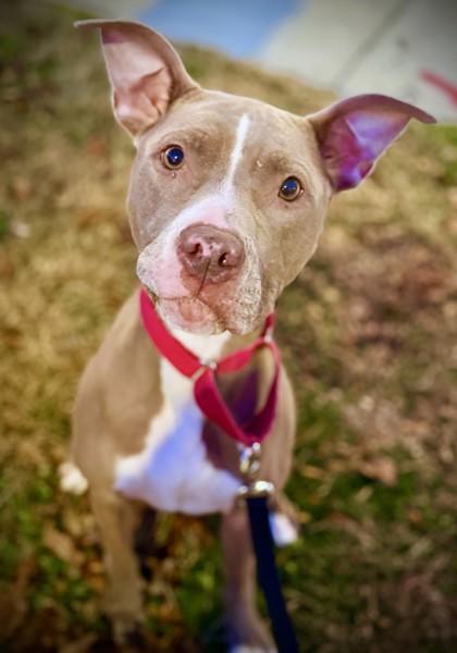 Enlarge Betsy, a Adoptable mixed breed in Washington, DC image 1/1