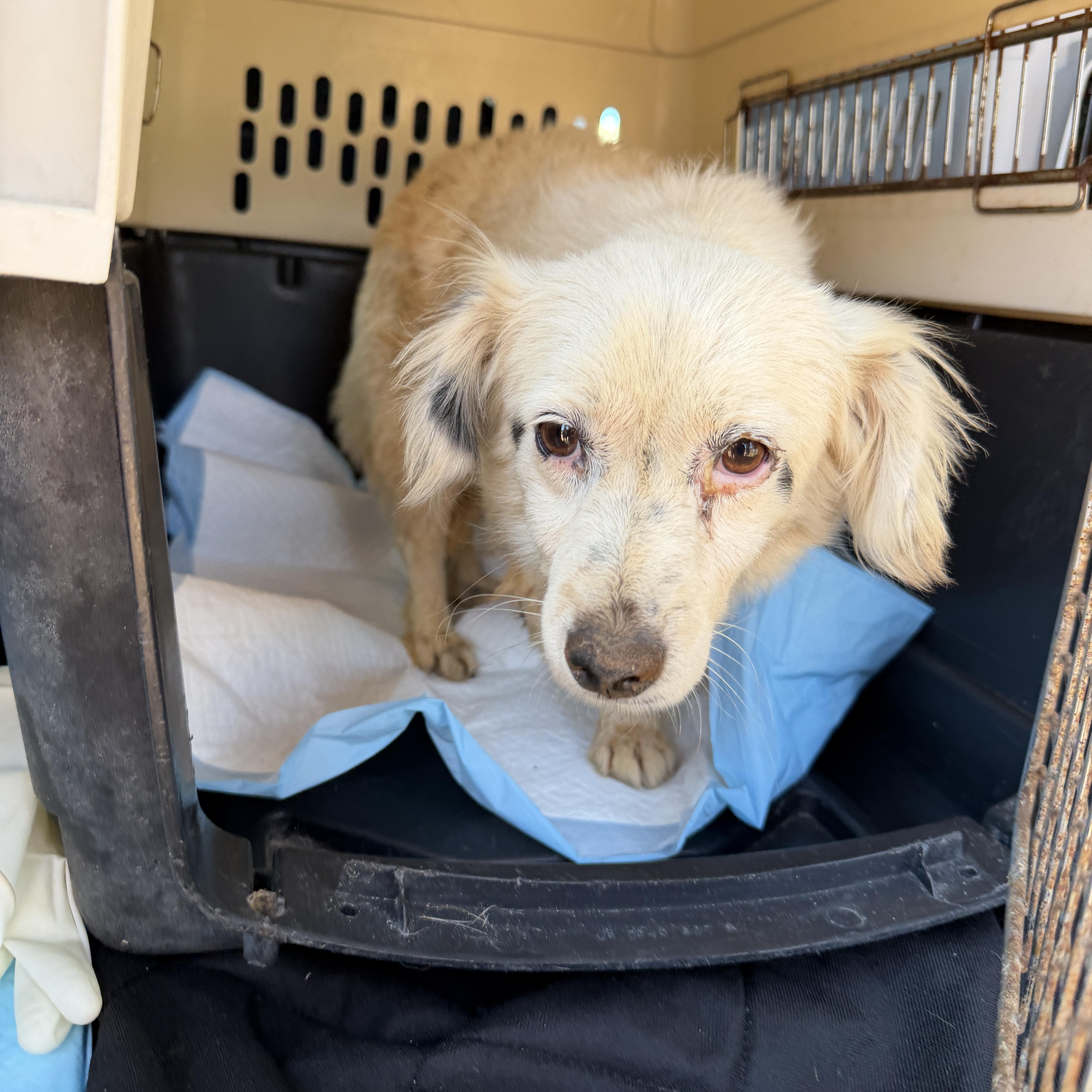 Pelusa, a Adoptable mixed breed in San Diego, CA image 6/6