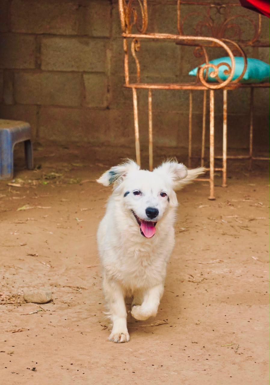Pelusa, a Adoptable mixed breed in San Diego, CA image 3/6