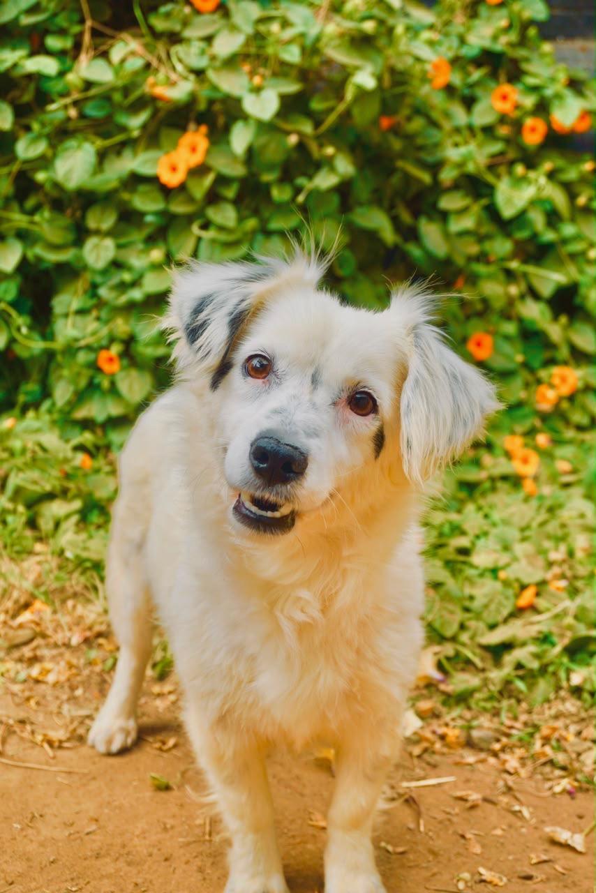 Pelusa, a Adoptable mixed breed in San Diego, CA image 1/6