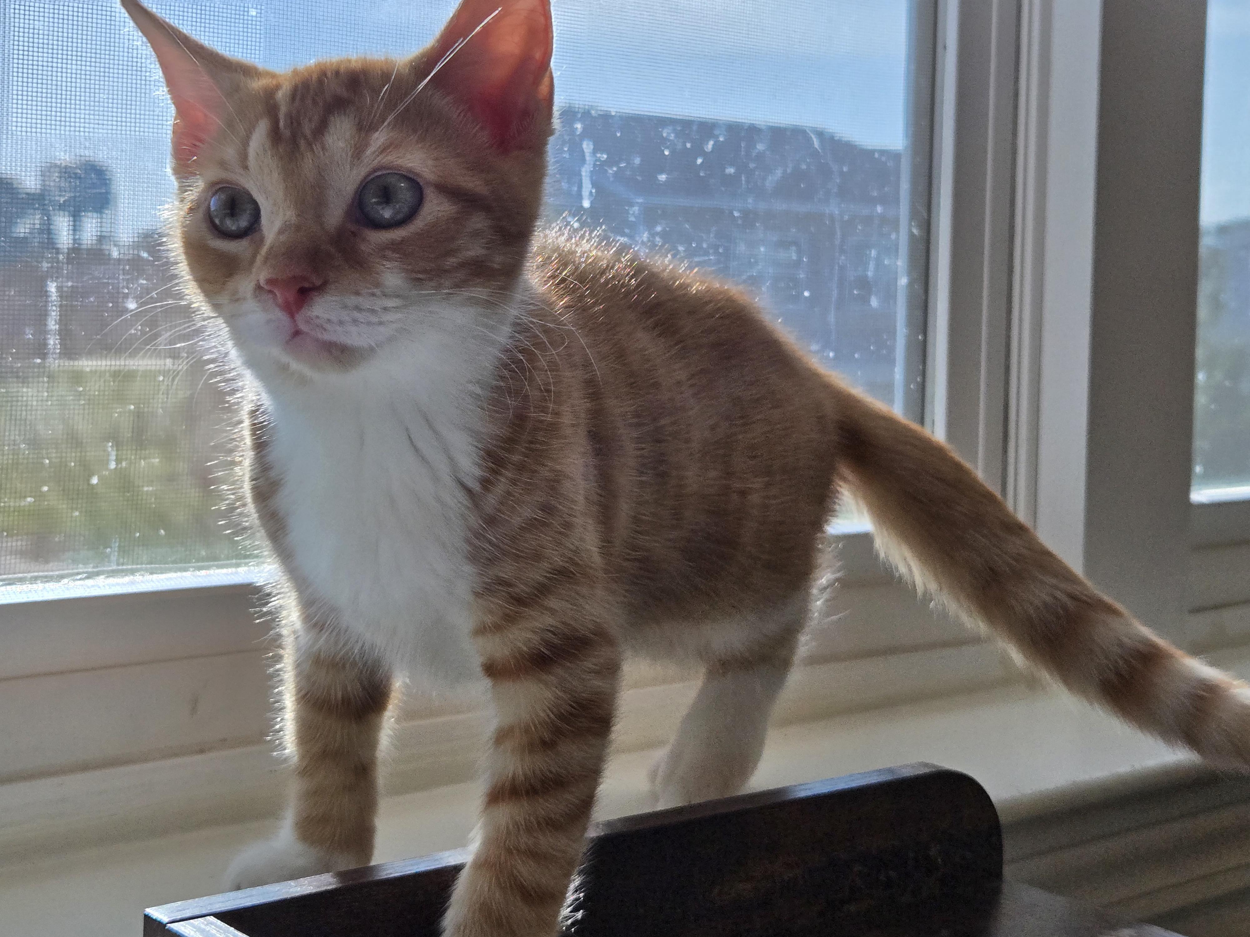 Sorbet, adopted, Kitten Male American Shorthair.