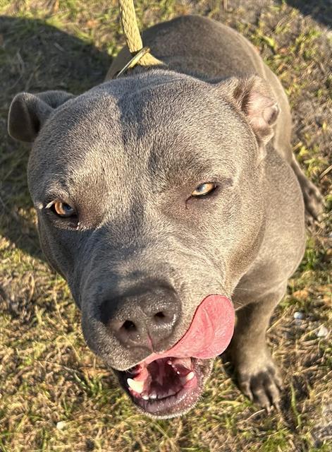 DONUT, Adoptable, Adult Male American Staffordshire Terrier.