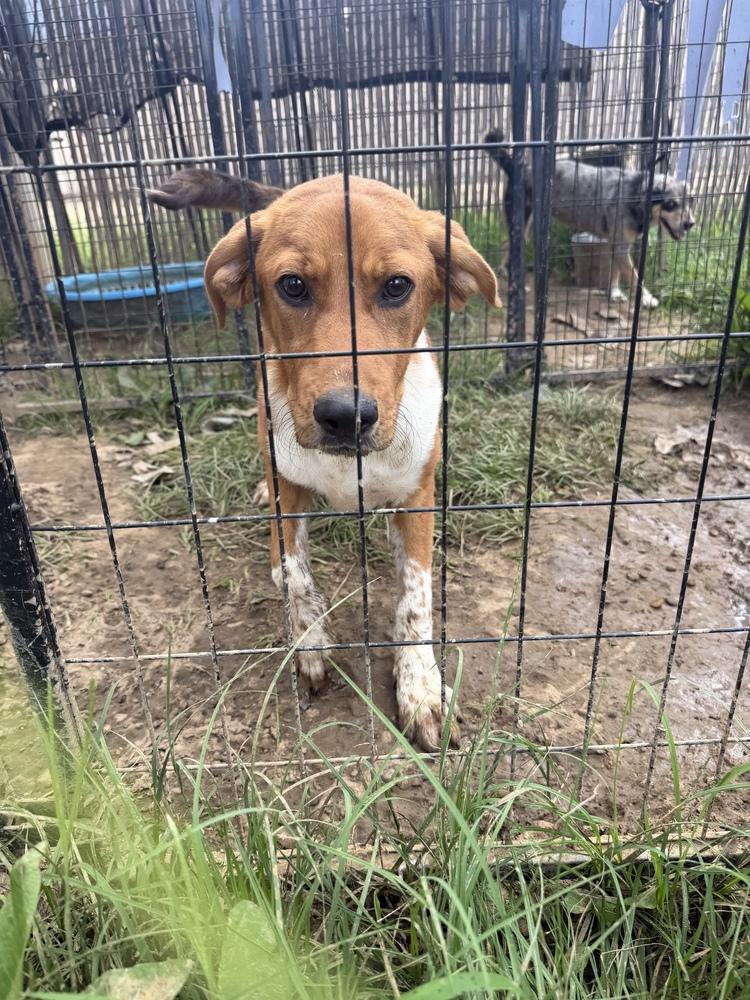 Enlarge Lincoln, a Adoptable mixed breed in Crystal Springs, MS image 1/1