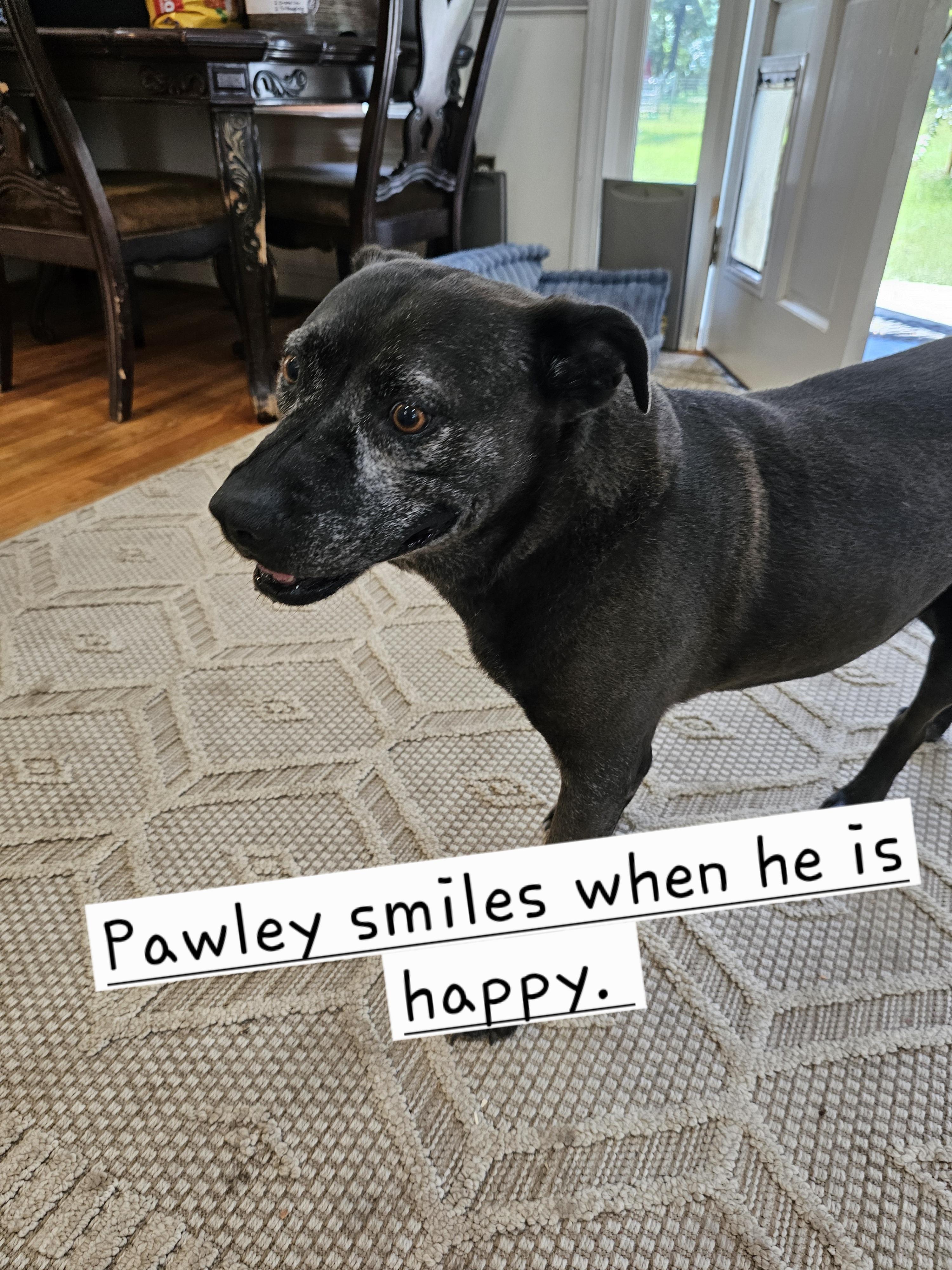 Pawley AKA Bat Man, an adoptable Black Labrador Retriever in Orangeburg, SC, 29116 | Photo Image 1