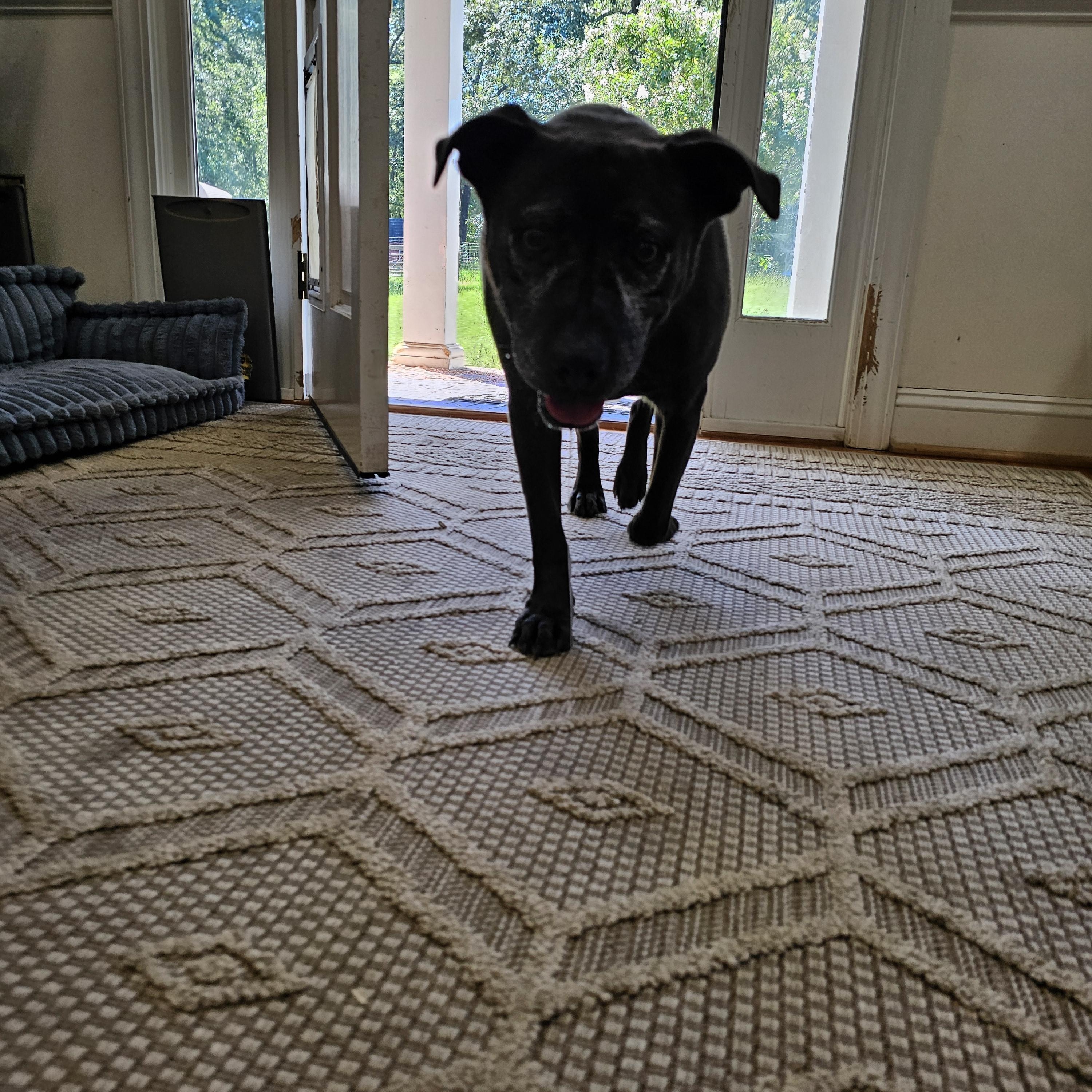 Pawley AKA Bat Man, a Adoptable mixed breed in Orangeburg, SC image 3/6