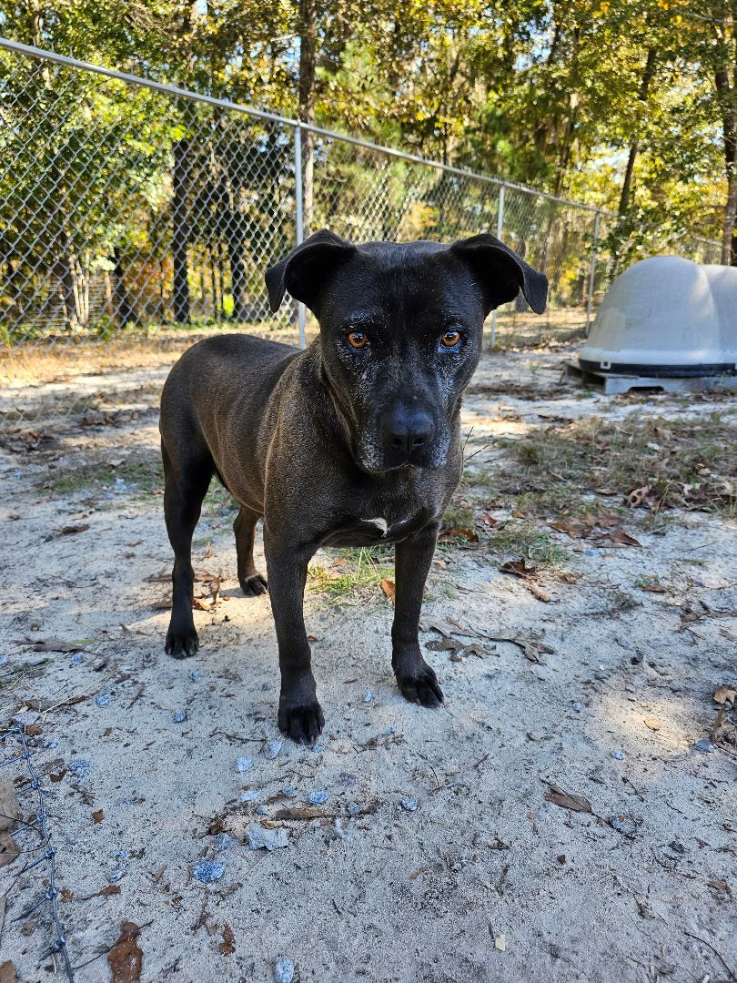Pawley AKA Bat Man, a Adoptable mixed breed in Orangeburg, SC image 5/6