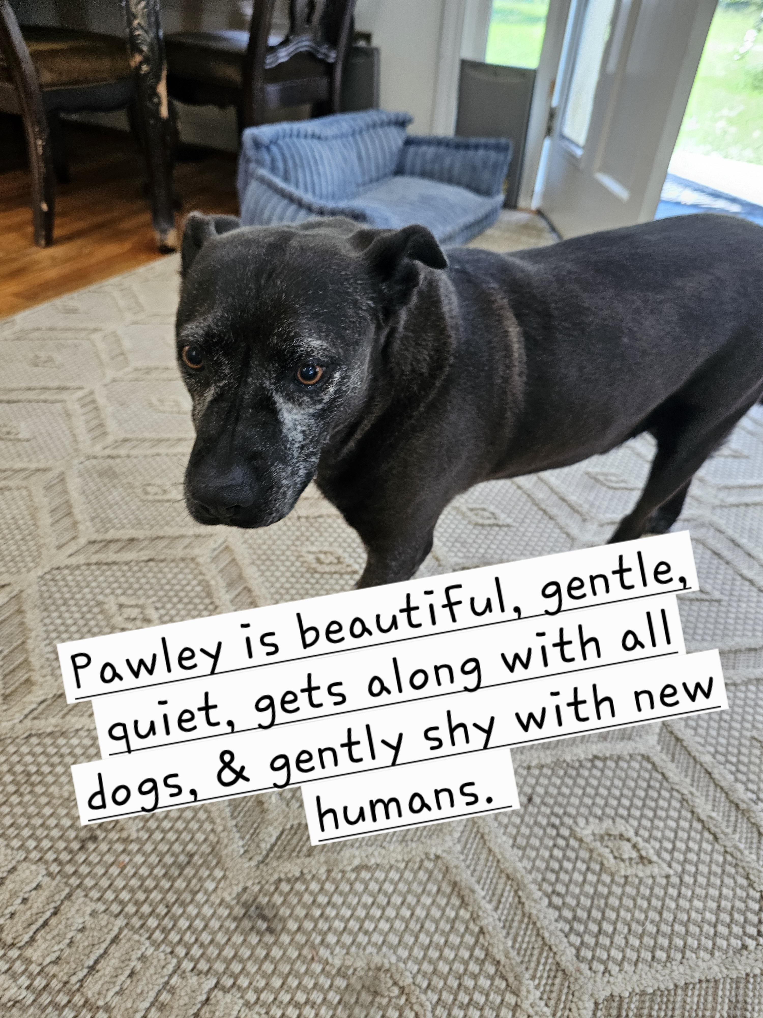 Pawley AKA Bat Man, a Adoptable mixed breed in Orangeburg, SC image 2/6