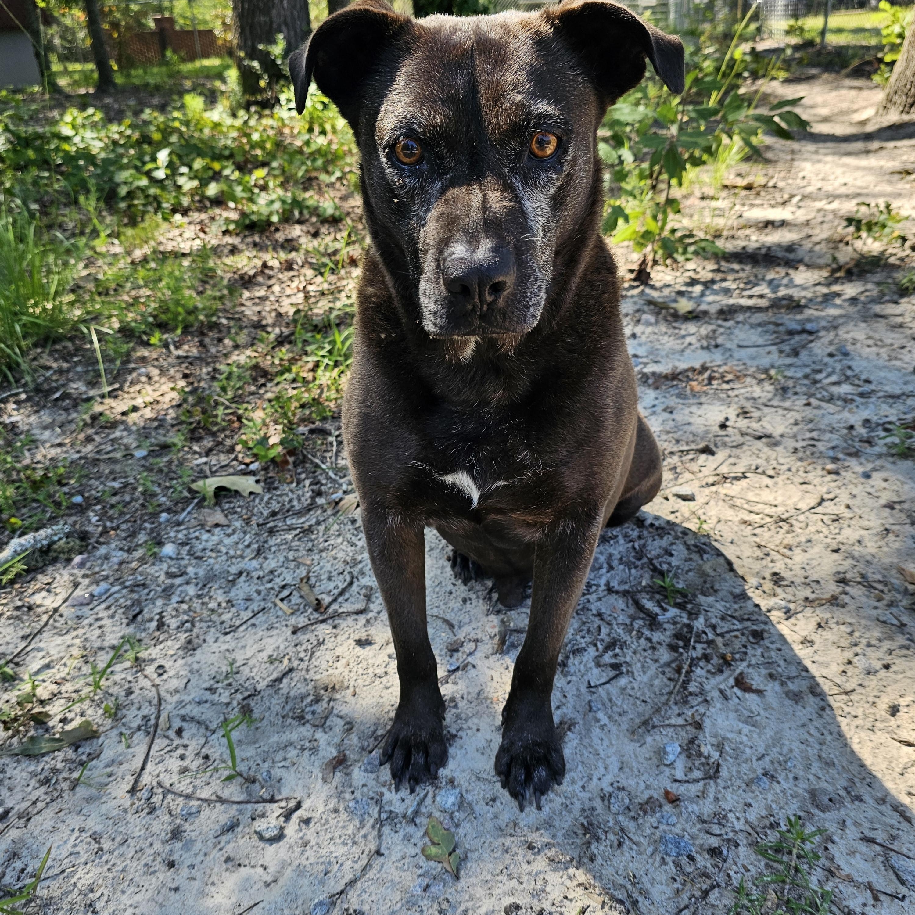 Pawley AKA Bat Man, an adoptable Black Labrador Retriever in Orangeburg, SC, 29116 | Photo Image 4