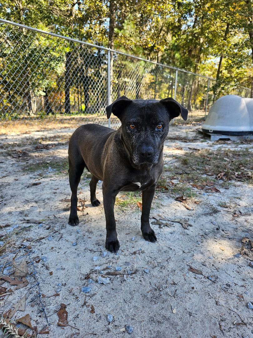Pawley AKA Bat Man, a Adoptable mixed breed in Orangeburg, SC image 6/6