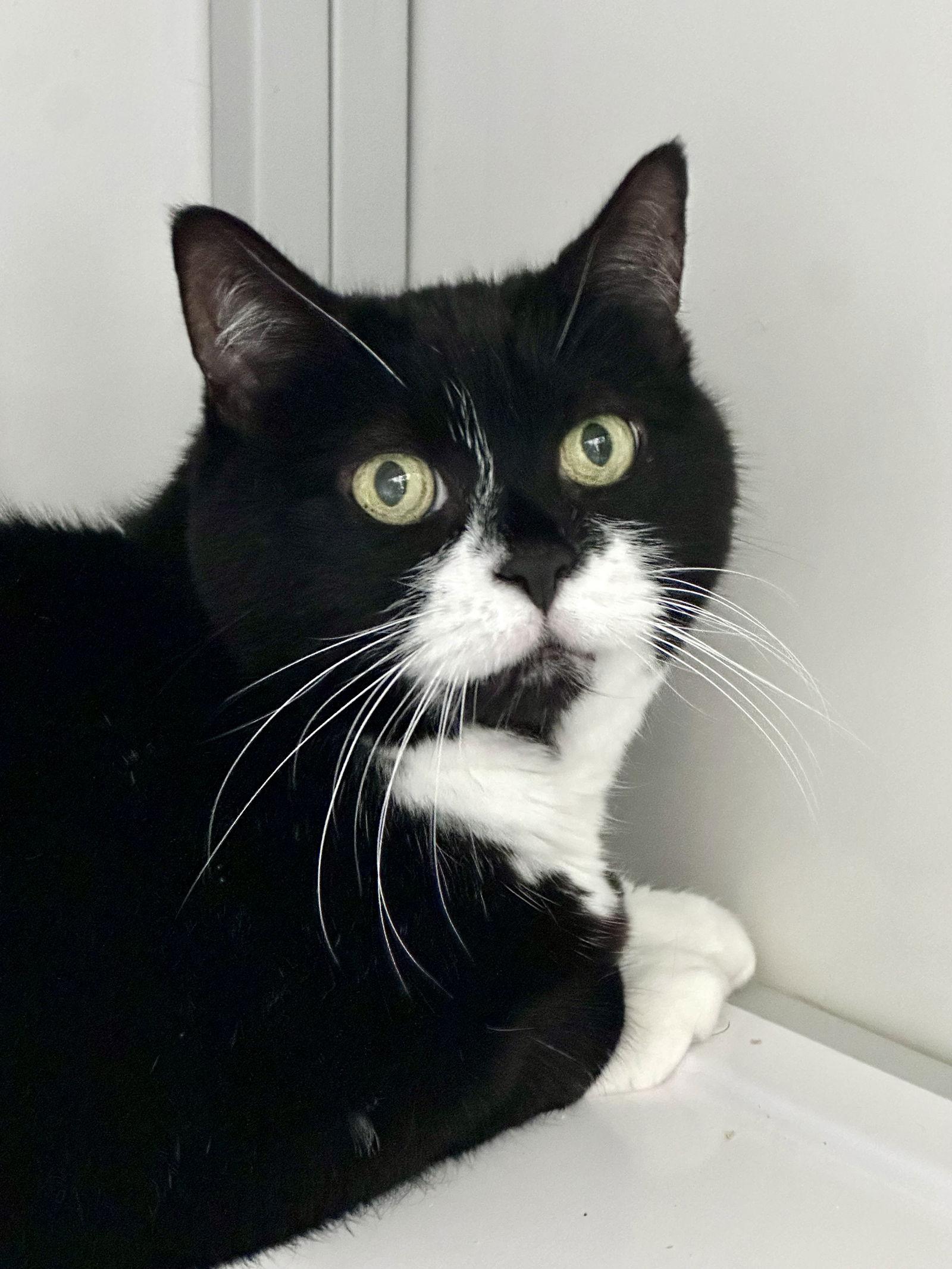 Enlarge Lexie (Senior), a Adoptable Domestic Short Hair in Alexandria, VA image 1/3