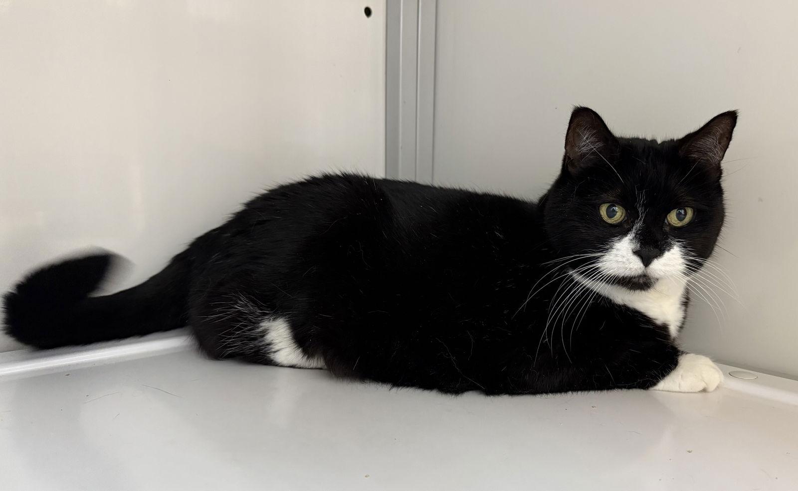 Enlarge Lexie (Senior), a Adoptable Domestic Short Hair in Alexandria, VA image 3/3