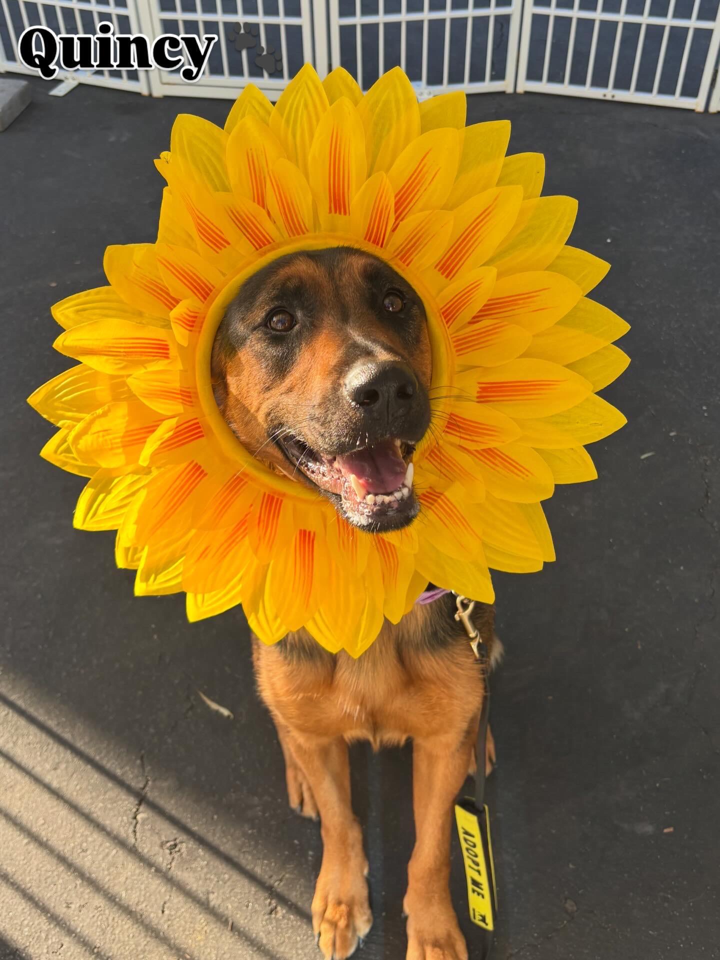 Quincy, adoptable, Adult Female Shepherd.