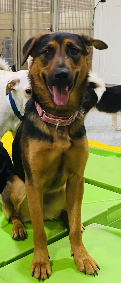 Quincy, an adoptable mixed breed in Rancho Santa Margarita, CA image 2/2