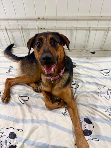 Enlarge Quincy, an adoptable mixed breed in Rancho Santa Margarita, CA image 1/1