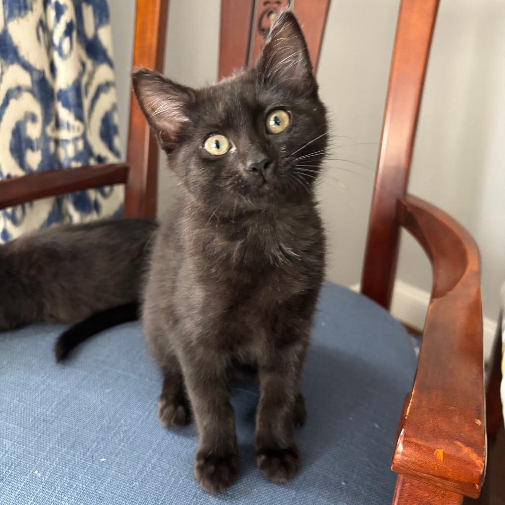 Lily, Adoptable, Young Female Domestic Short Hair.