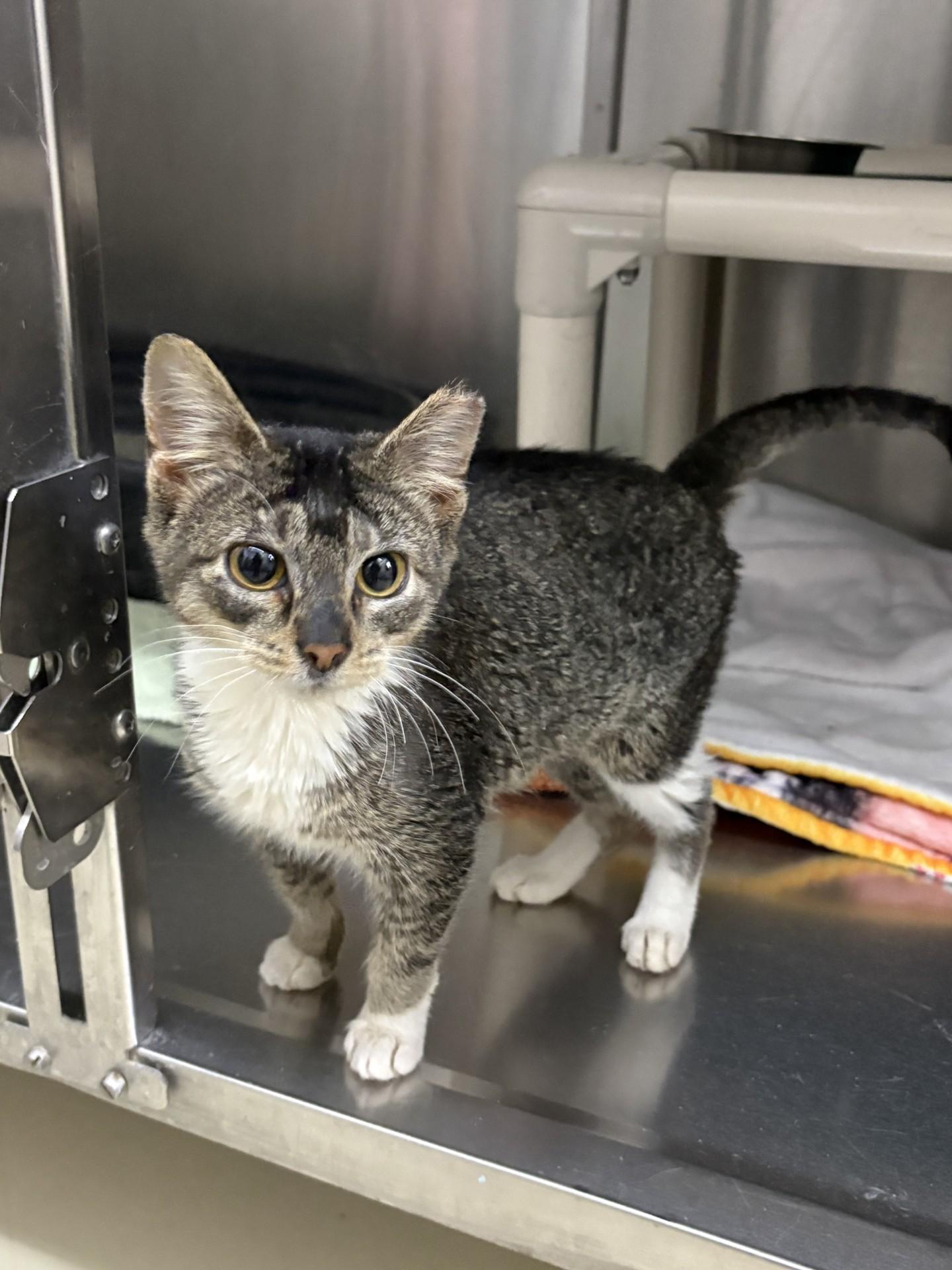 Eve, ADOPTABLE, Young Female Domestic Short Hair.