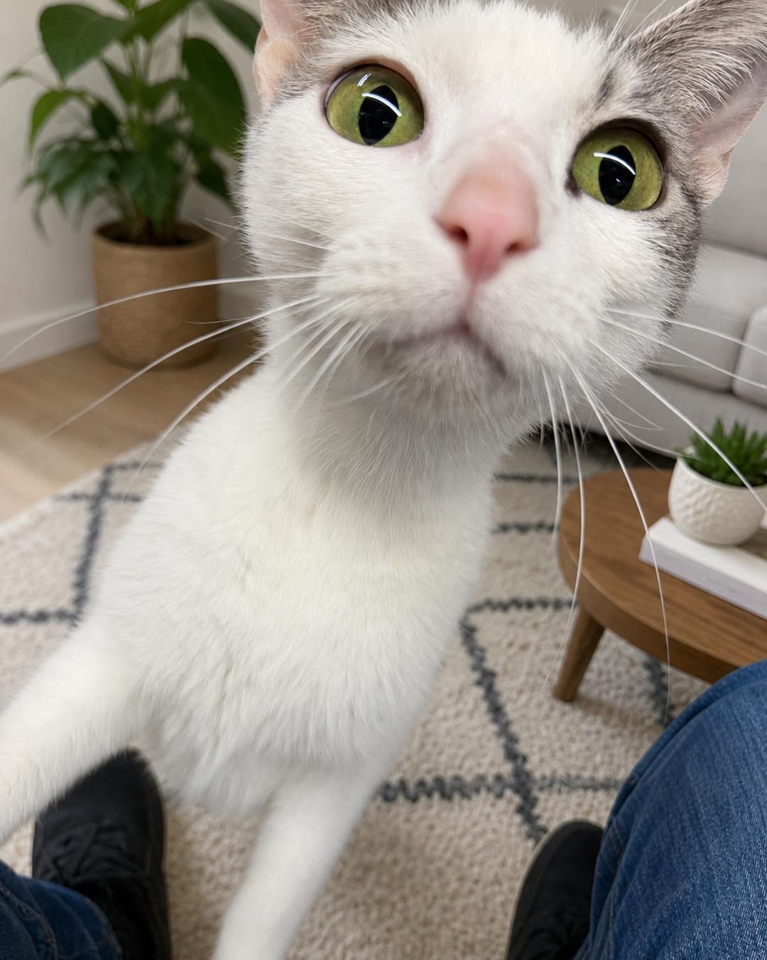 Tao, Adoptable, Young Female Domestic Short Hair.