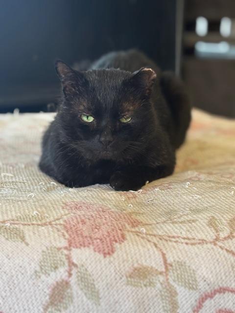 Enlarge Sebastian, a ADOPTABLE Domestic Short Hair in Grass Valley, CA image 3/3