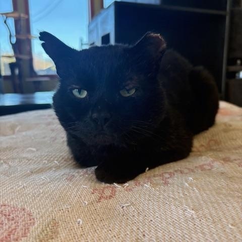 Enlarge Sebastian, a ADOPTABLE Domestic Short Hair in Grass Valley, CA image 2/3