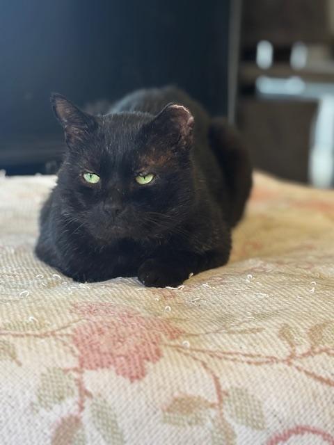 Enlarge Sebastian, a ADOPTABLE Domestic Short Hair in Grass Valley, CA image 1/3