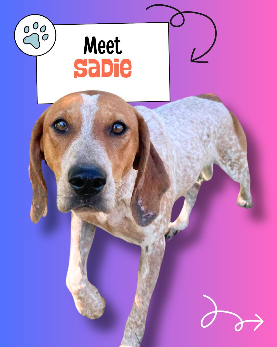 Sadie, Adopted, Adult Female English Coonhound.