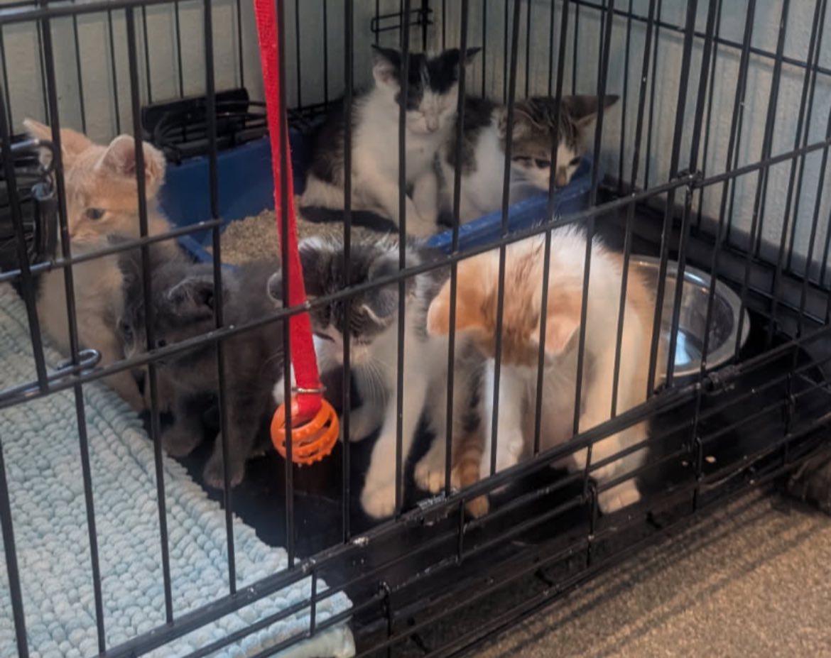 Kitttens, Kittens AND MORE KITTENS, an adoptable Domestic Medium Hair in Kalkaska, MI, 49646 | Photo Image 1