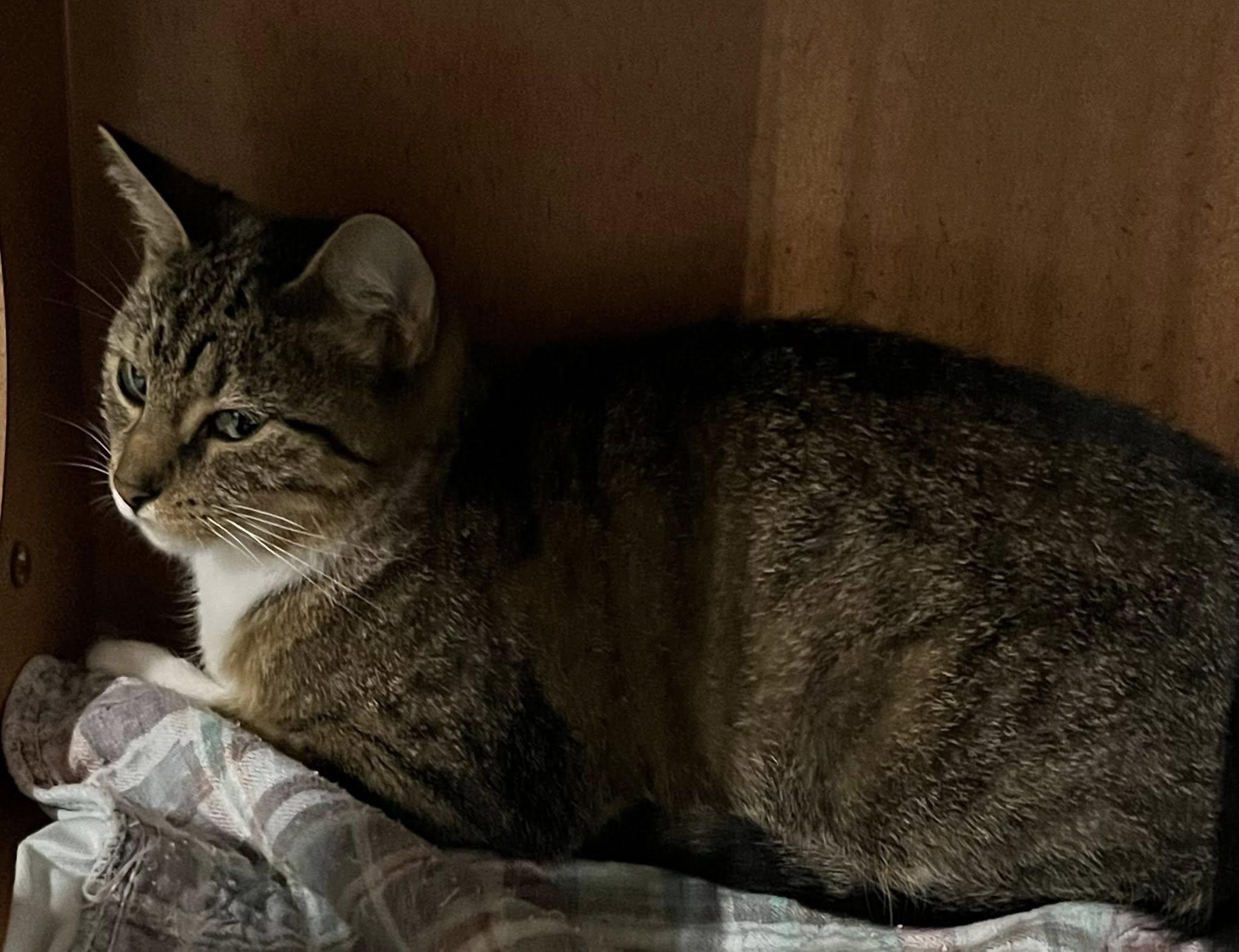 Kitttens, Kittens AND MORE KITTENS, an adoptable Domestic Medium Hair in Kalkaska, MI, 49646 | Photo Image 3