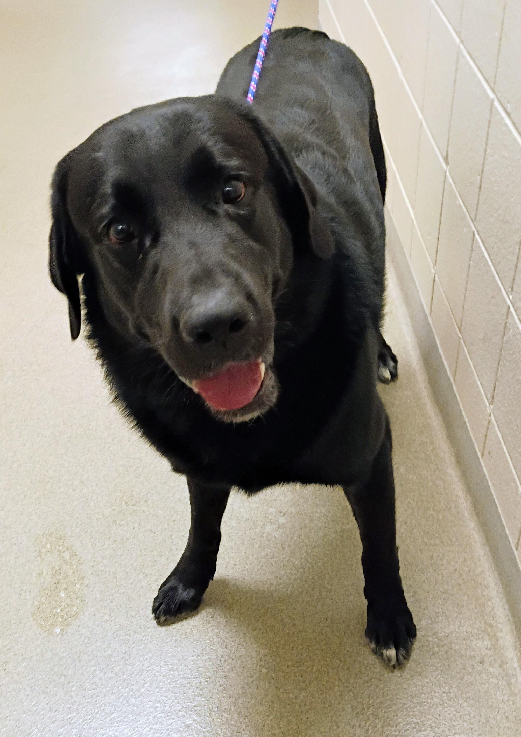 Boone, an adoptable Black Labrador Retriever in Kearney, NE, 68845 | Photo Image 1