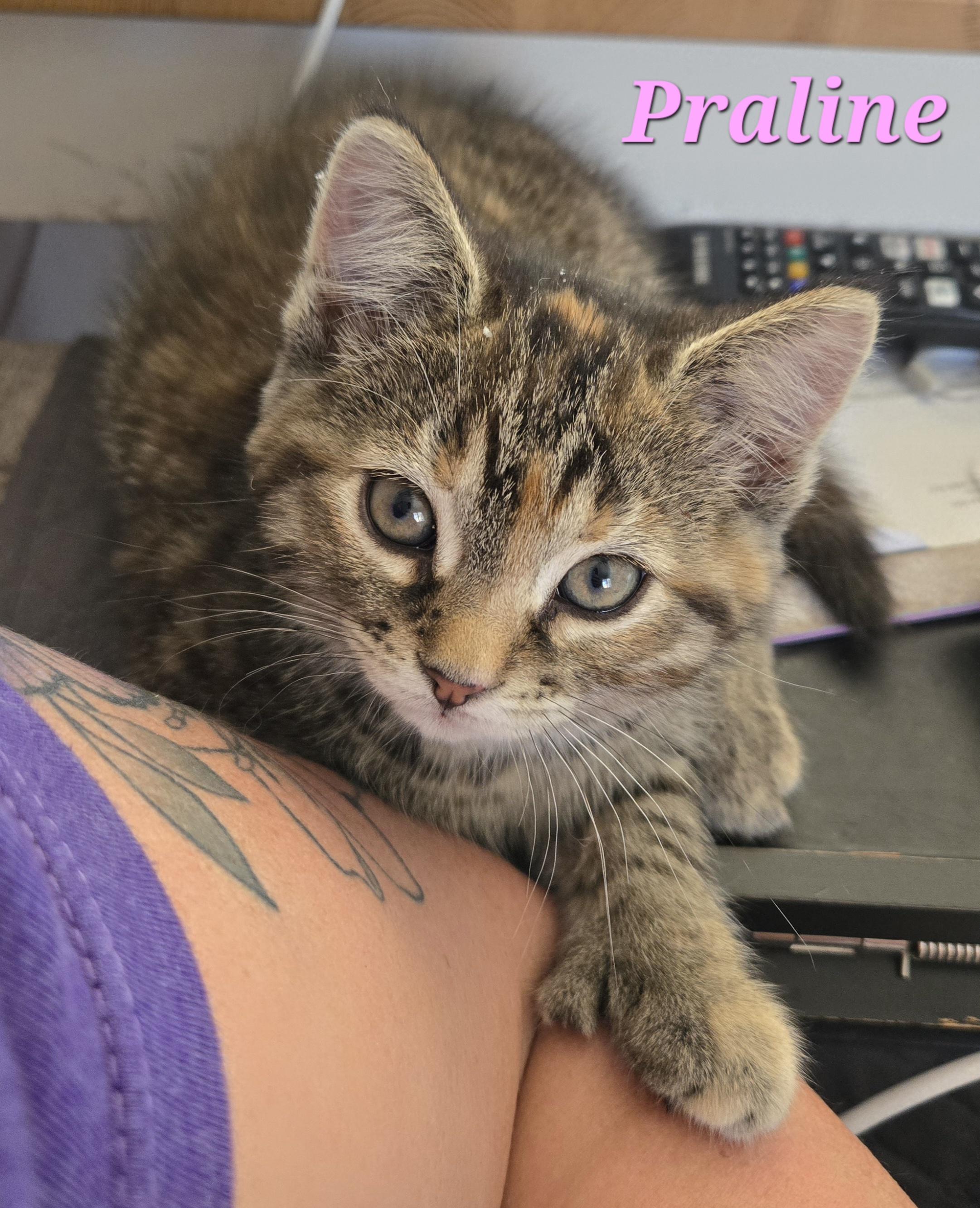 Praline (needs a cat friend), a Adoptable Domestic Short Hair in Montreal, QC image 2/4