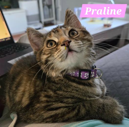 Praline (needs a cat friend), Adoptable, Kitten Female Domestic Short Hair.