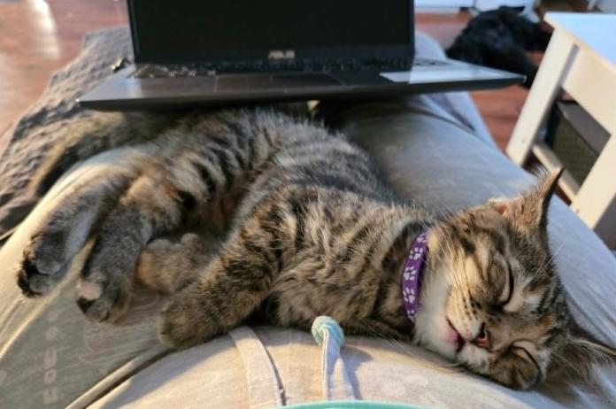 Praline (needs a cat friend), a Adoptable Domestic Short Hair in Montreal, QC image 4/4