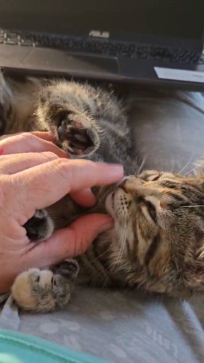 Enlarge Praline (needs a cat friend), a Adoptable Domestic Short Hair in Montreal, QC video 3/4