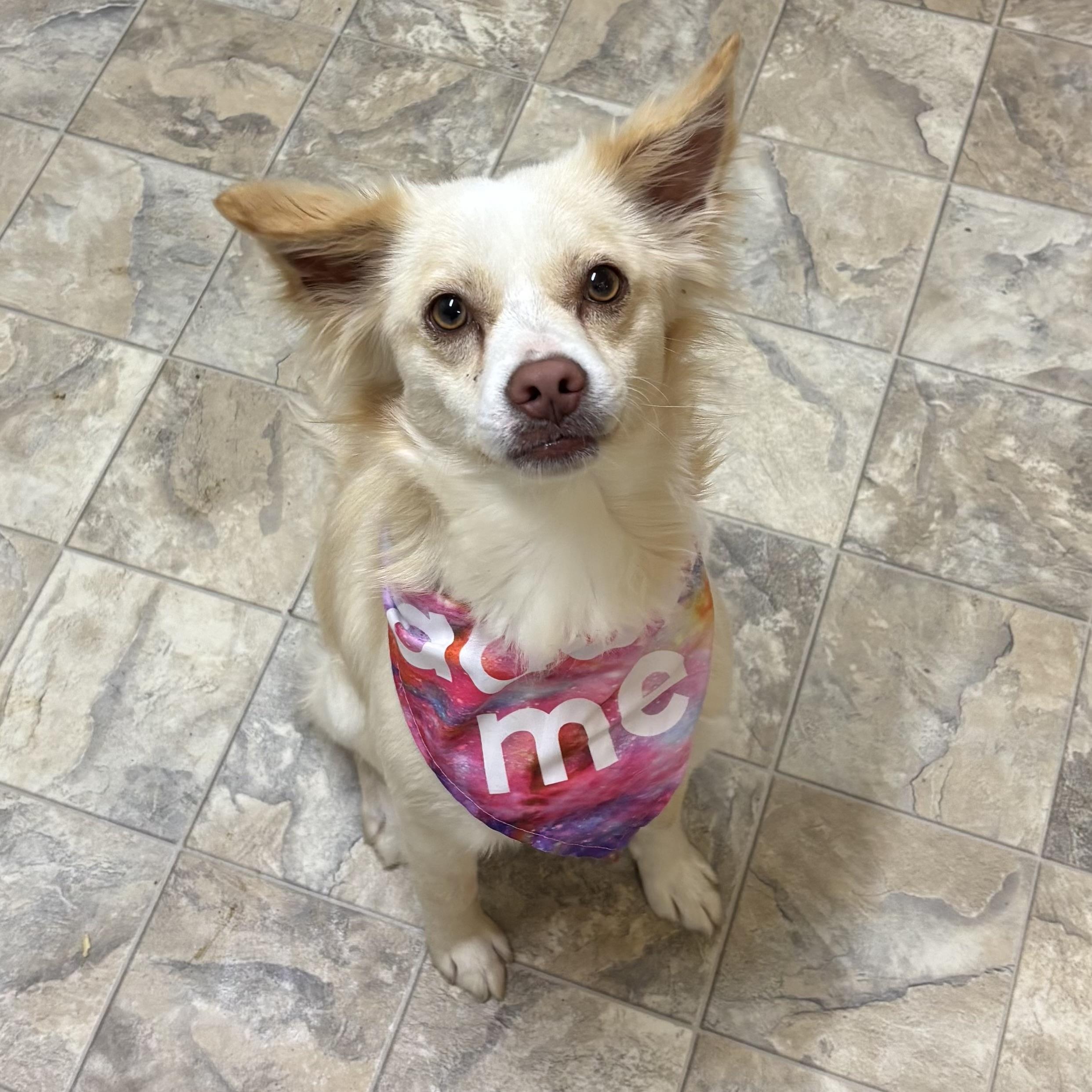 Enlarge Esmeralda , an adopted mixed breed in Pilot Point, TX image 2/3