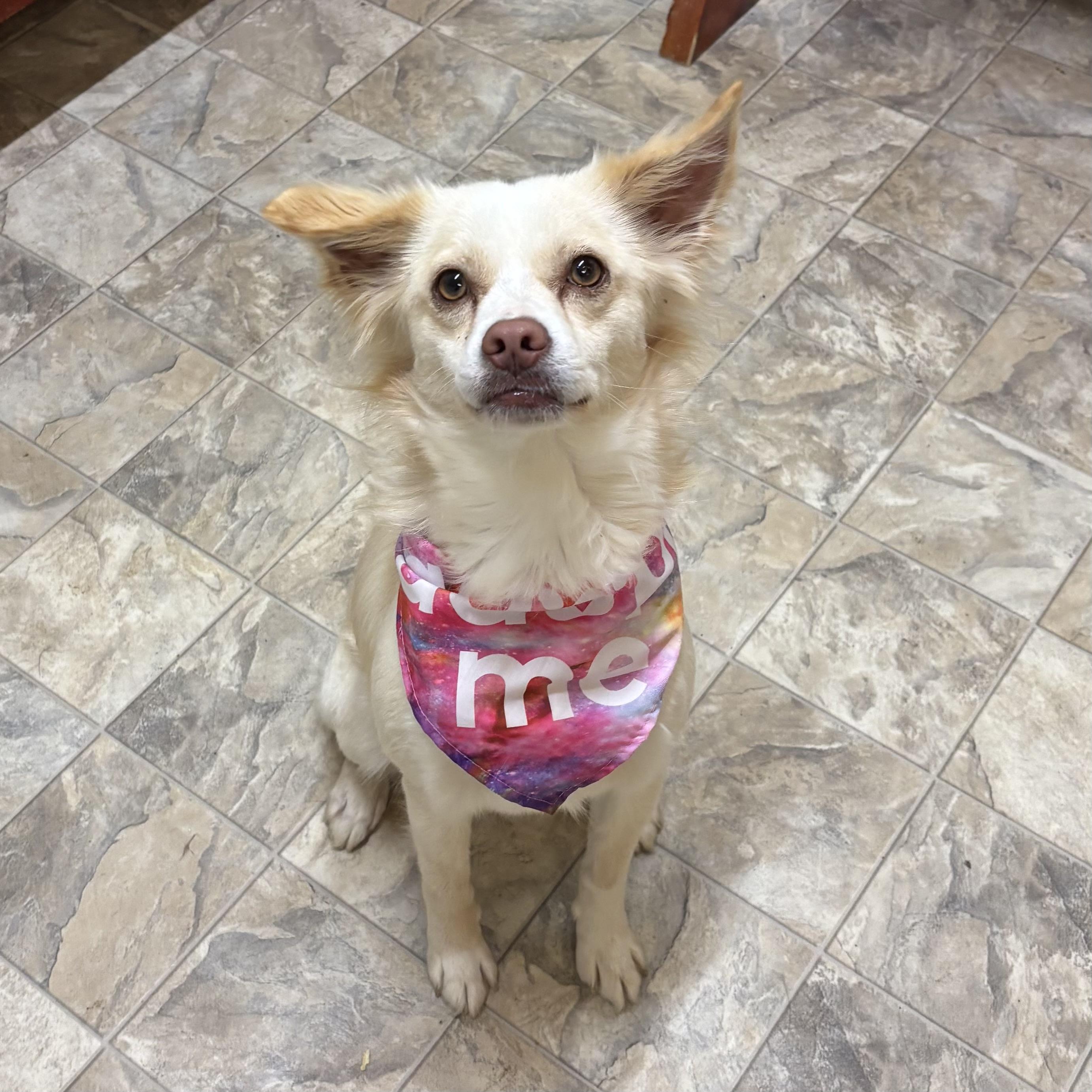 Enlarge Esmeralda , an adopted mixed breed in Pilot Point, TX image 3/3