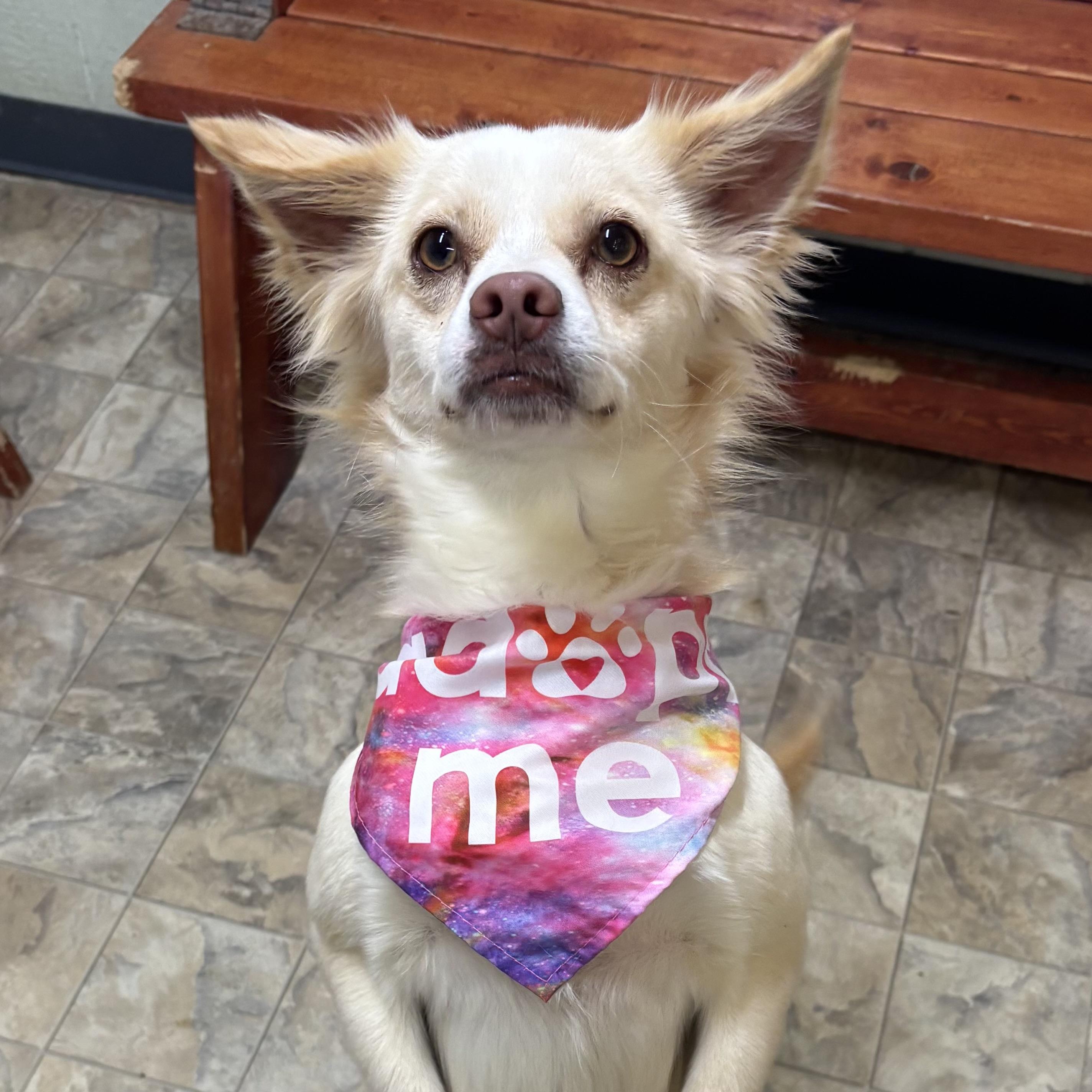 Enlarge Esmeralda , an adopted mixed breed in Pilot Point, TX image 1/3