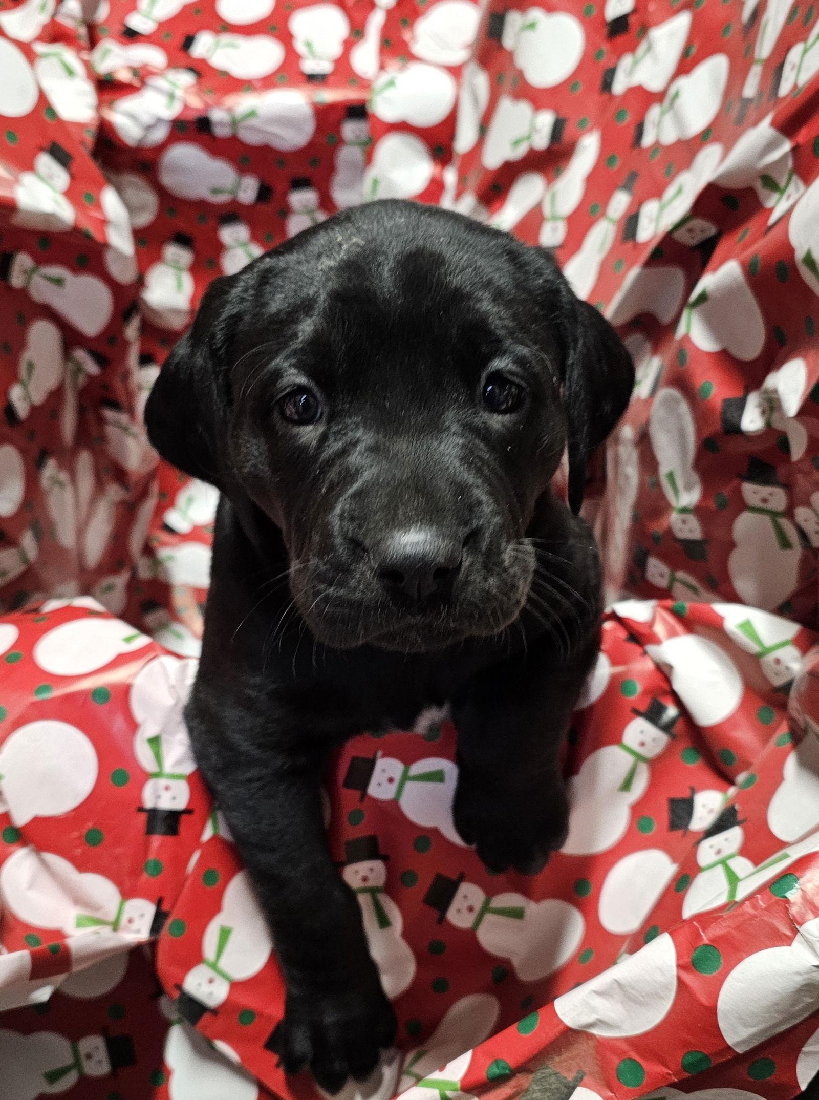 BROOKE, Adoptable, Puppy Female Labrador Retriever.