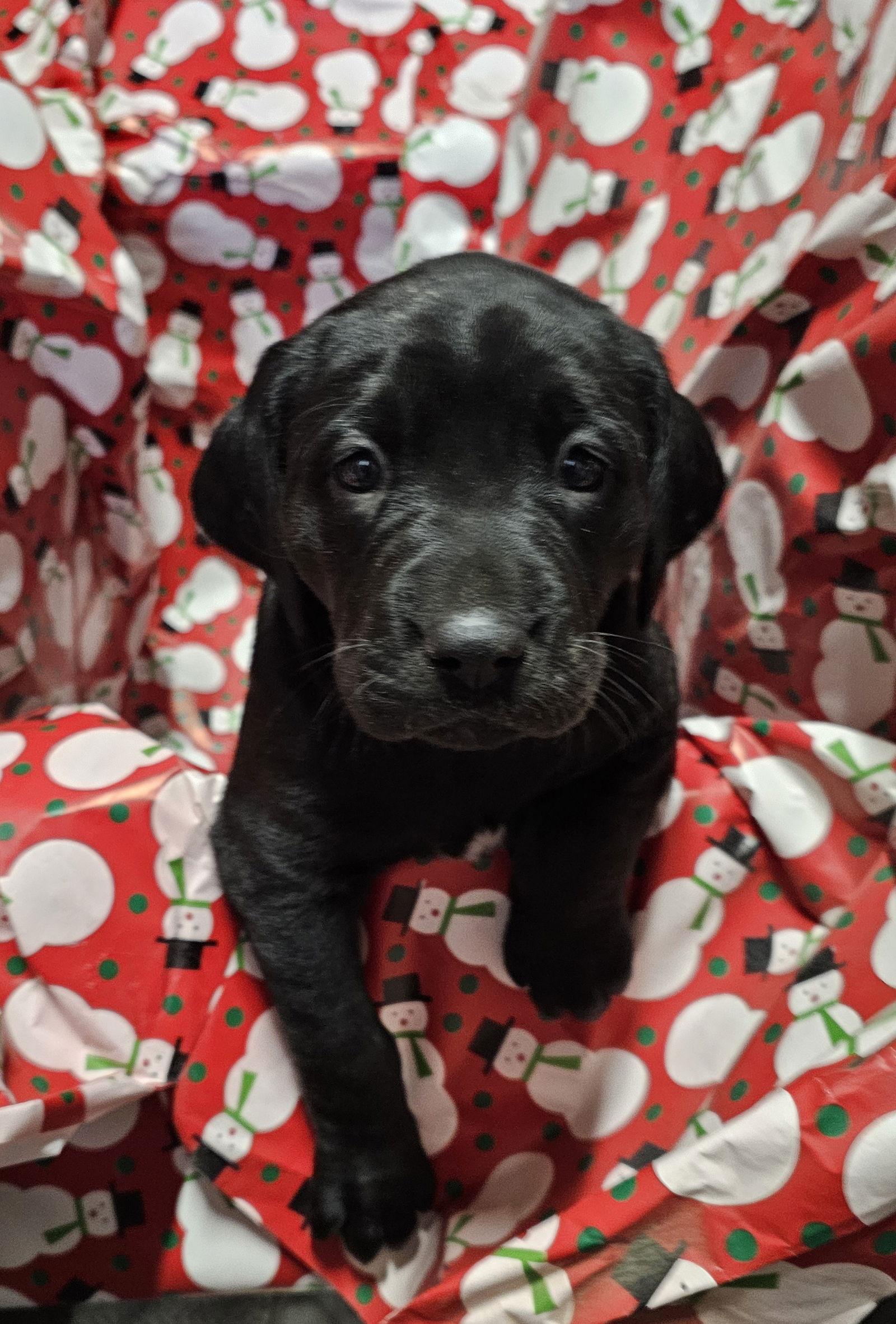 BROOKE, a Adoptable Labrador Retriever in Croydon, NH image 2/3