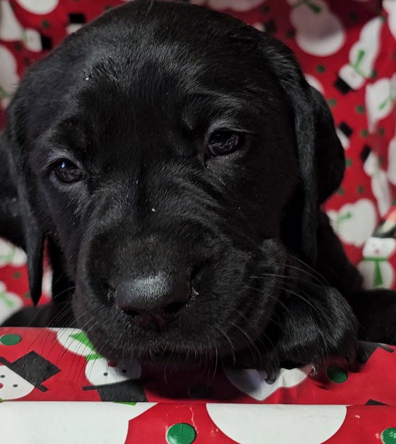 BROOKE, a Adoptable Labrador Retriever in Croydon, NH image 3/3