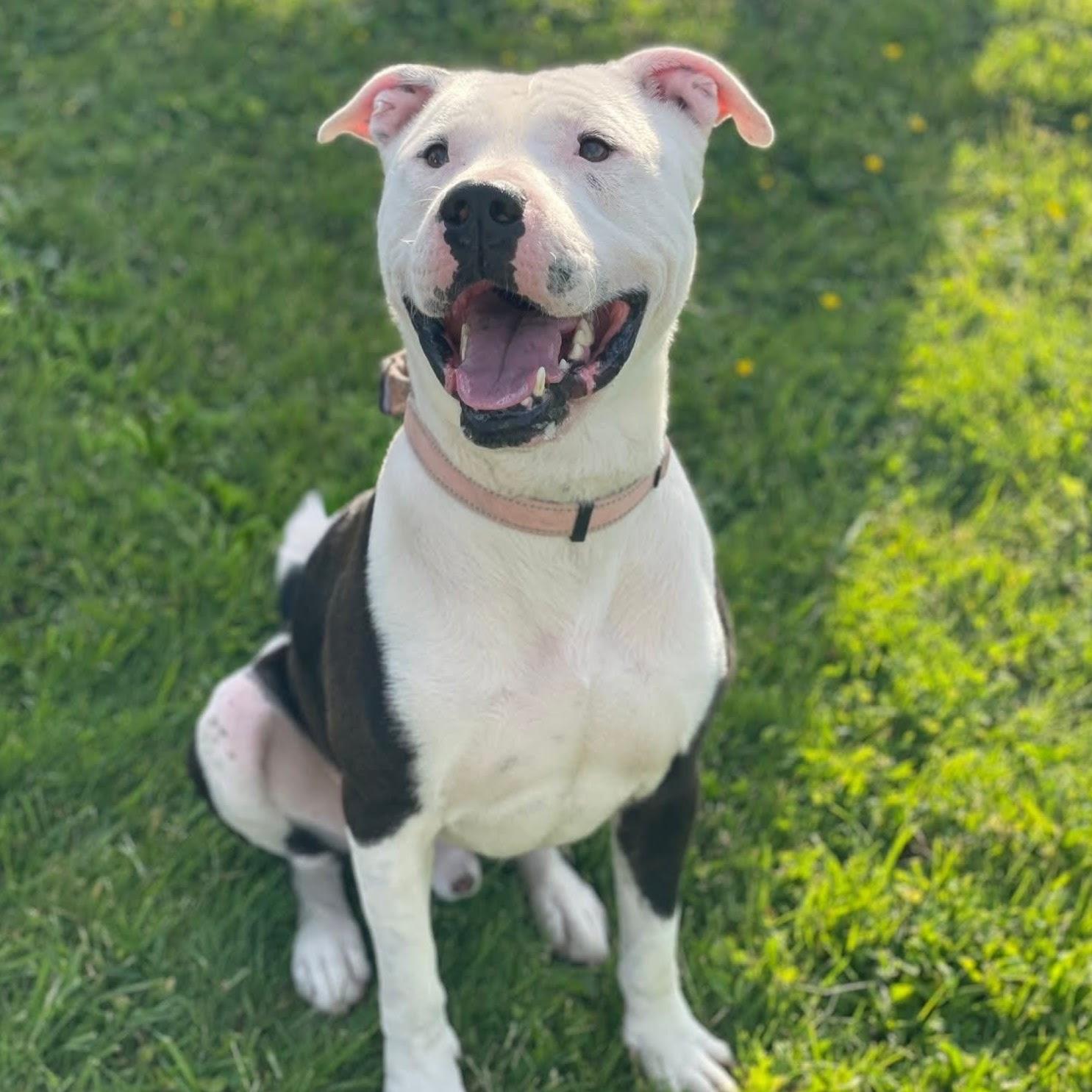 Domino, a ADOPTABLE mixed breed in Syracuse, NY image 1/2