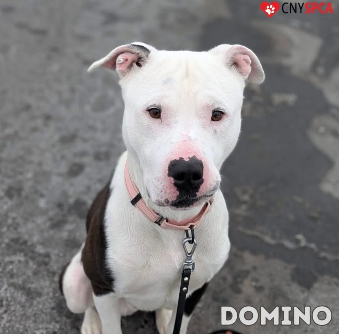 Domino, a ADOPTABLE mixed breed in Syracuse, NY image 2/2