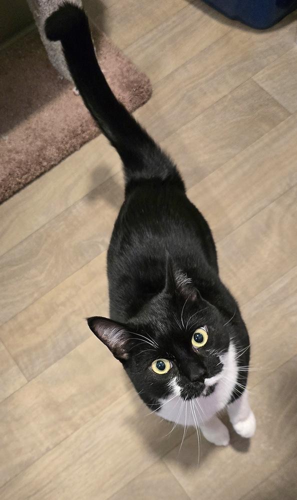 Pandora, Adoptable, Adult Female Domestic Short Hair.