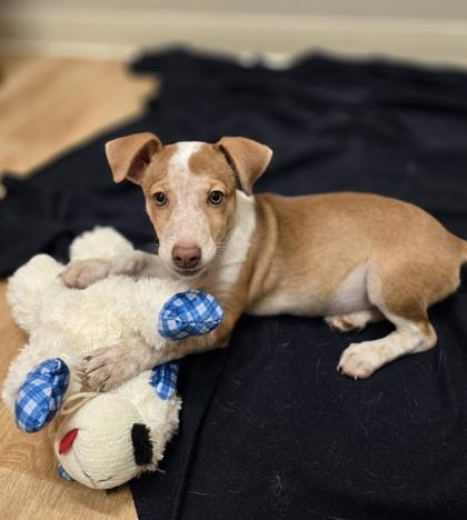 Reagan, Adoptable, Puppy Female Retriever.