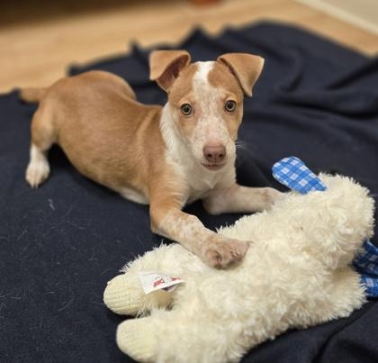 Reagan, a Adoptable mixed breed in Woodstock, IL image 2/3