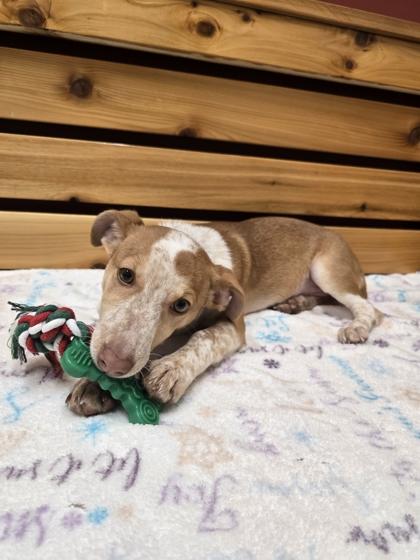 Reagan, a Adoptable mixed breed in Woodstock, IL image 3/3