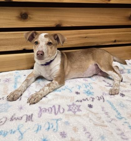 Reagan, a Adoptable mixed breed in Woodstock, IL image 1/3