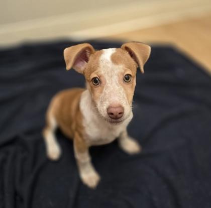 Reagan, a Adoptable mixed breed in Woodstock, IL image 3/3