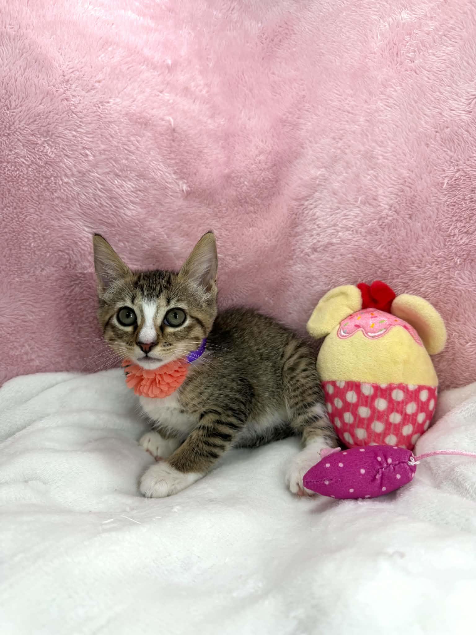 Tally, a ADOPTABLE Domestic Short Hair in Tavares, FL image 1/2
